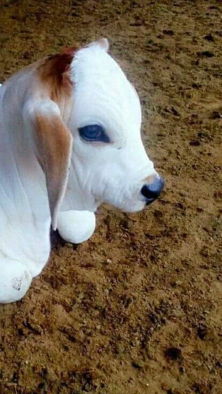 cow. 6