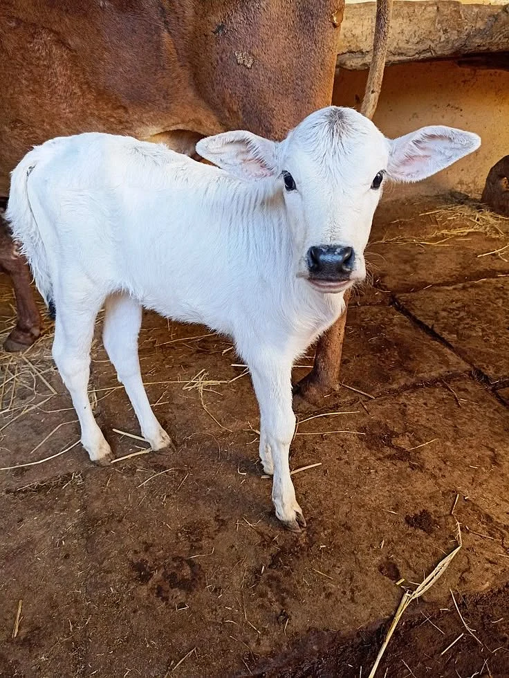 cow. 5