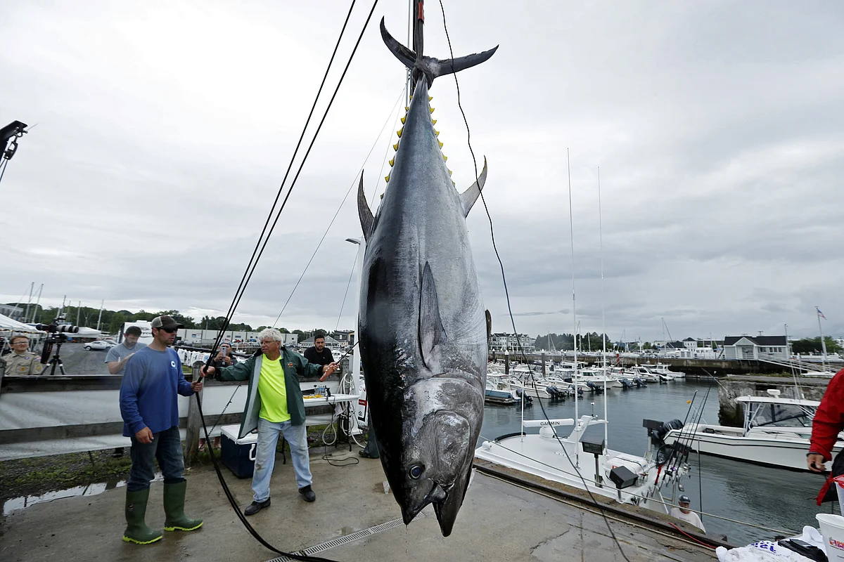 Bluefin Tuna 6