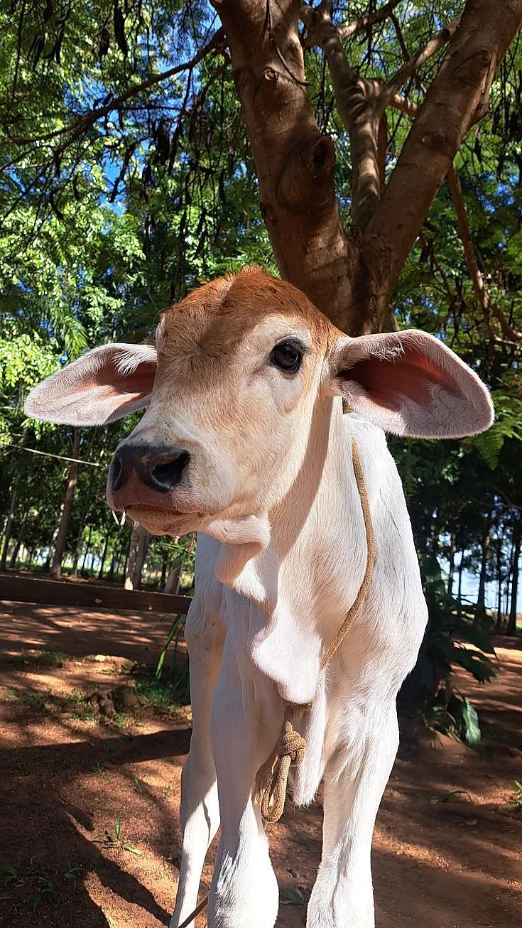 cow. 7