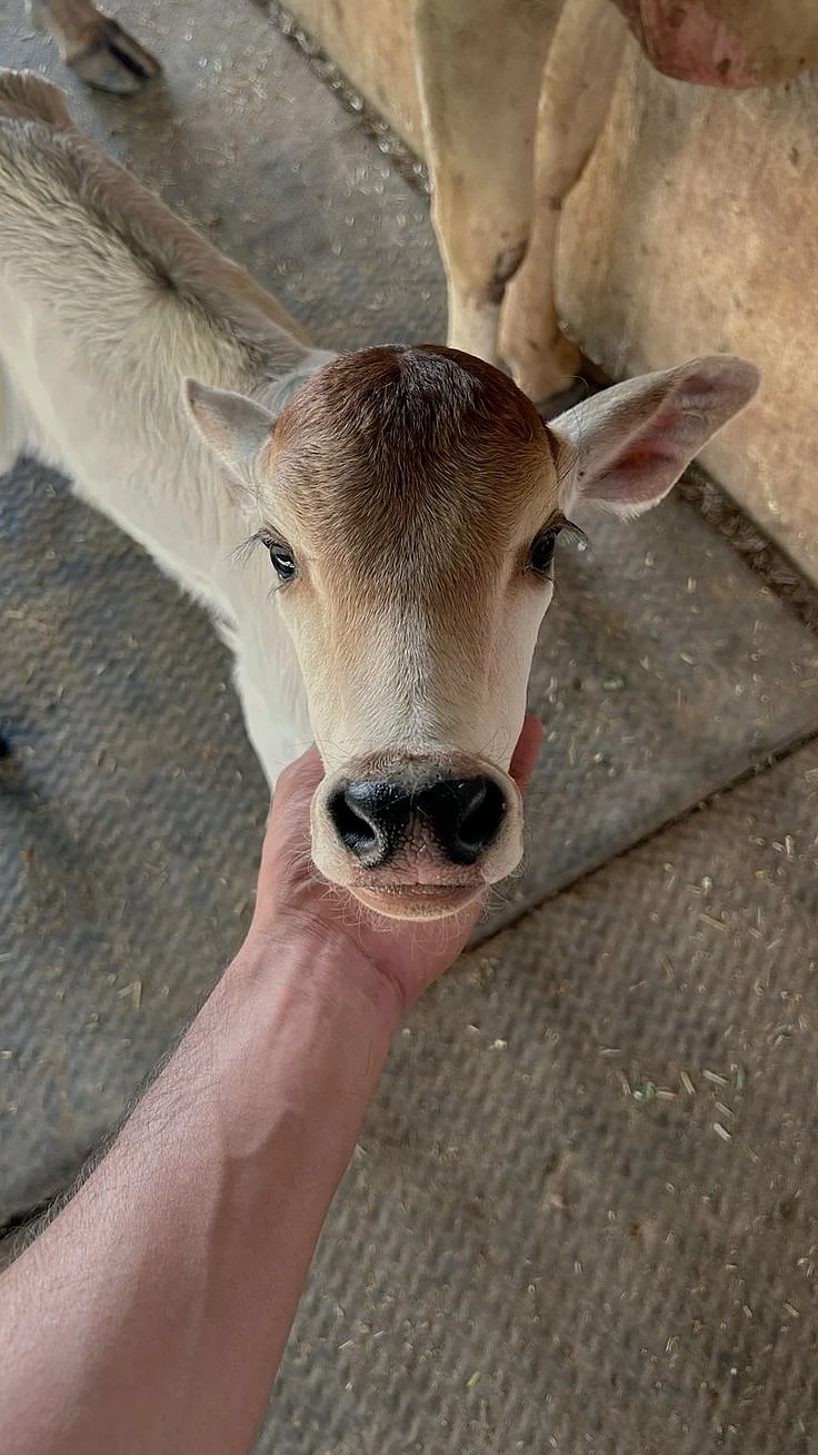 cow. 3