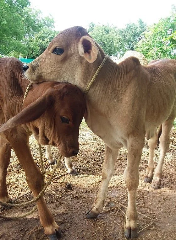 cow. 8