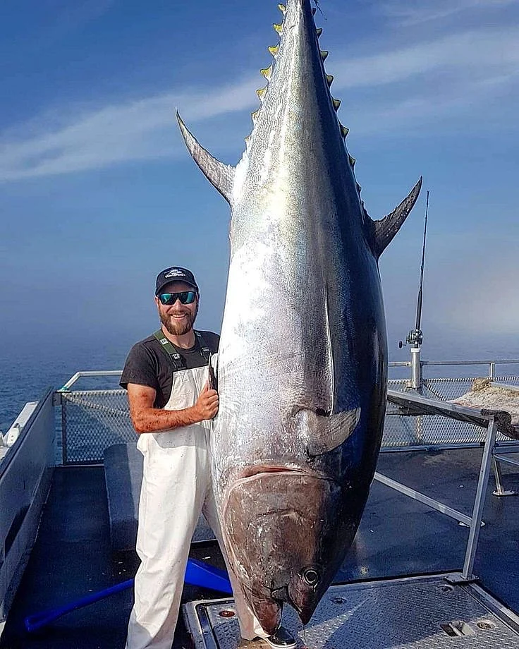 Bluefish Tuna