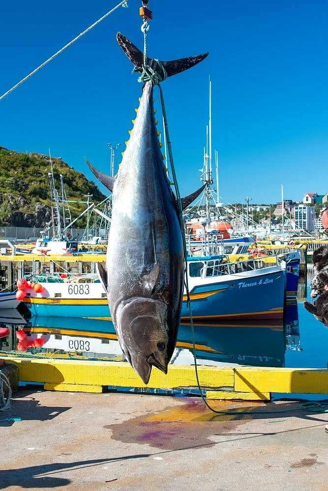 Bluefin Tuna 2