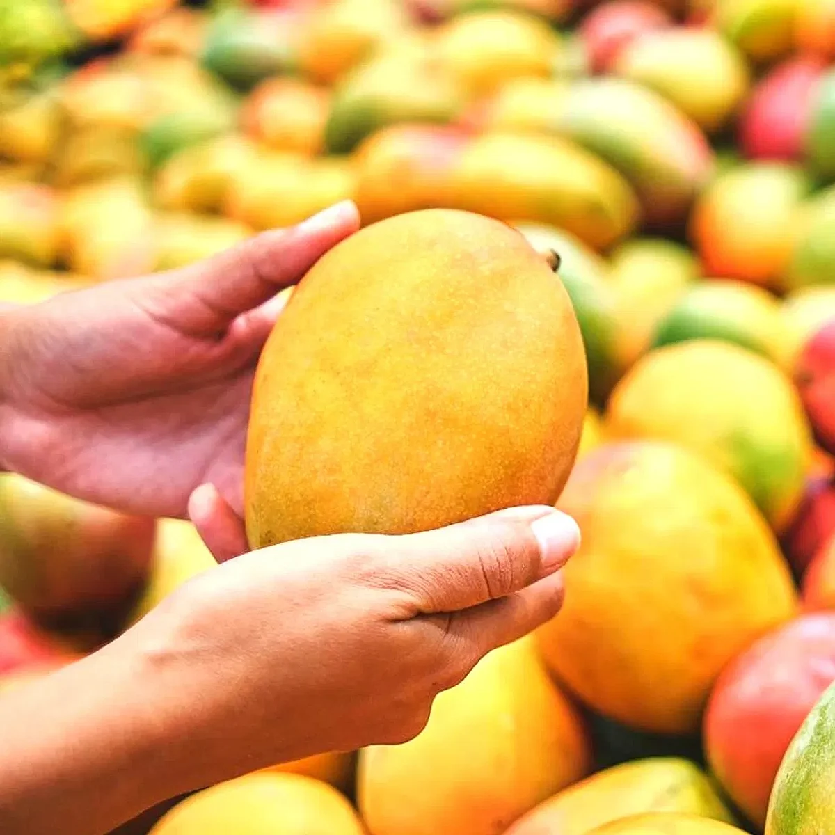 Mango