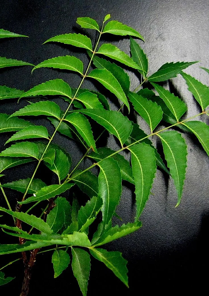 neem juice. 1