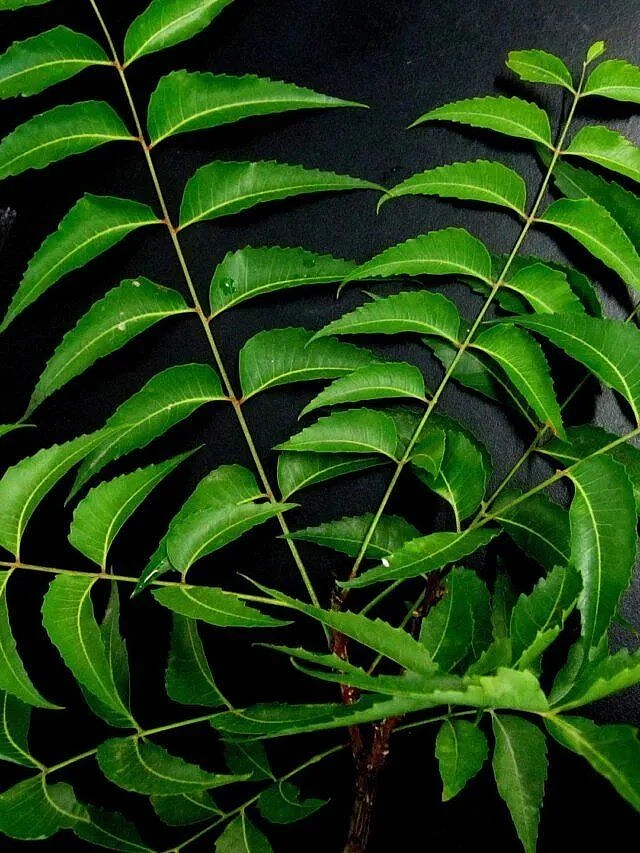 neem juice. 6
