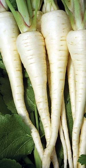 Radish. 7