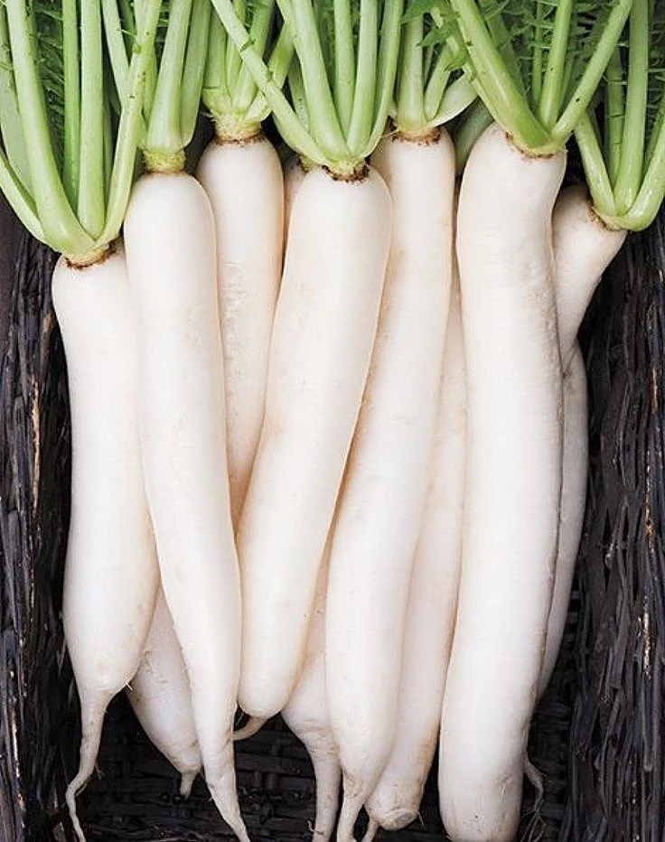 Radish. 1