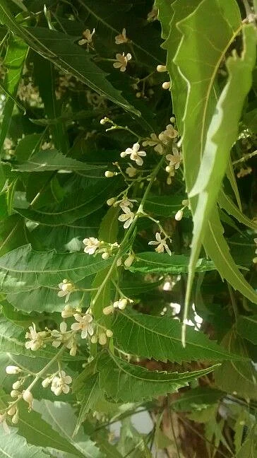 neem juice. 8