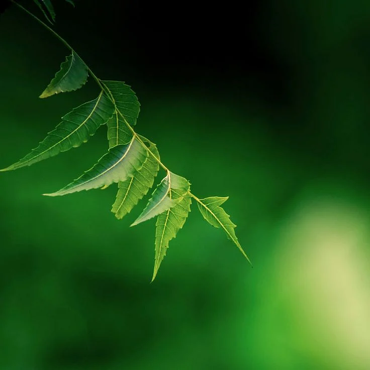 neem juice. 5