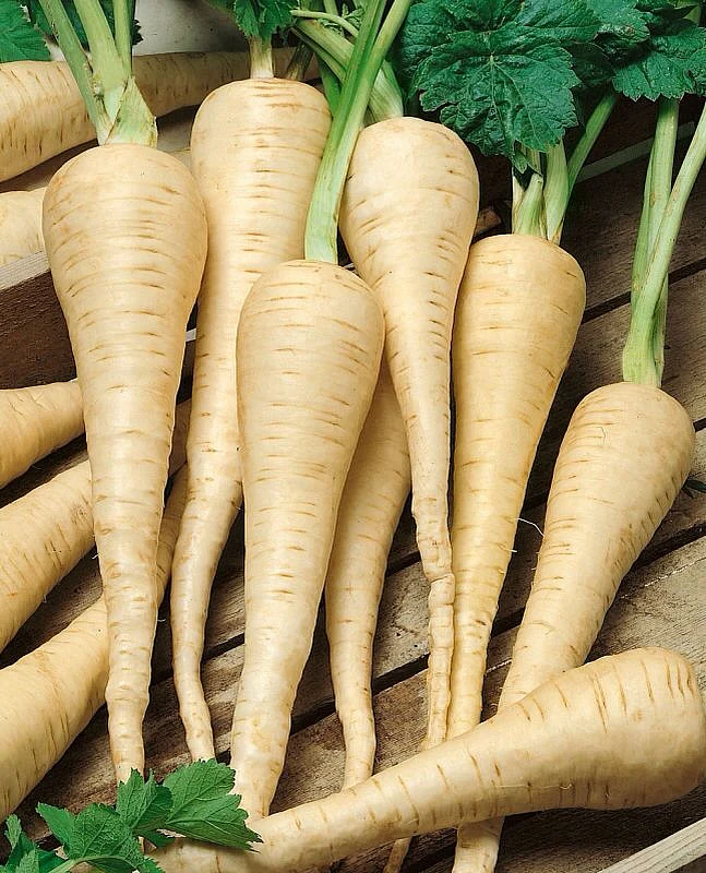 Radish. 8