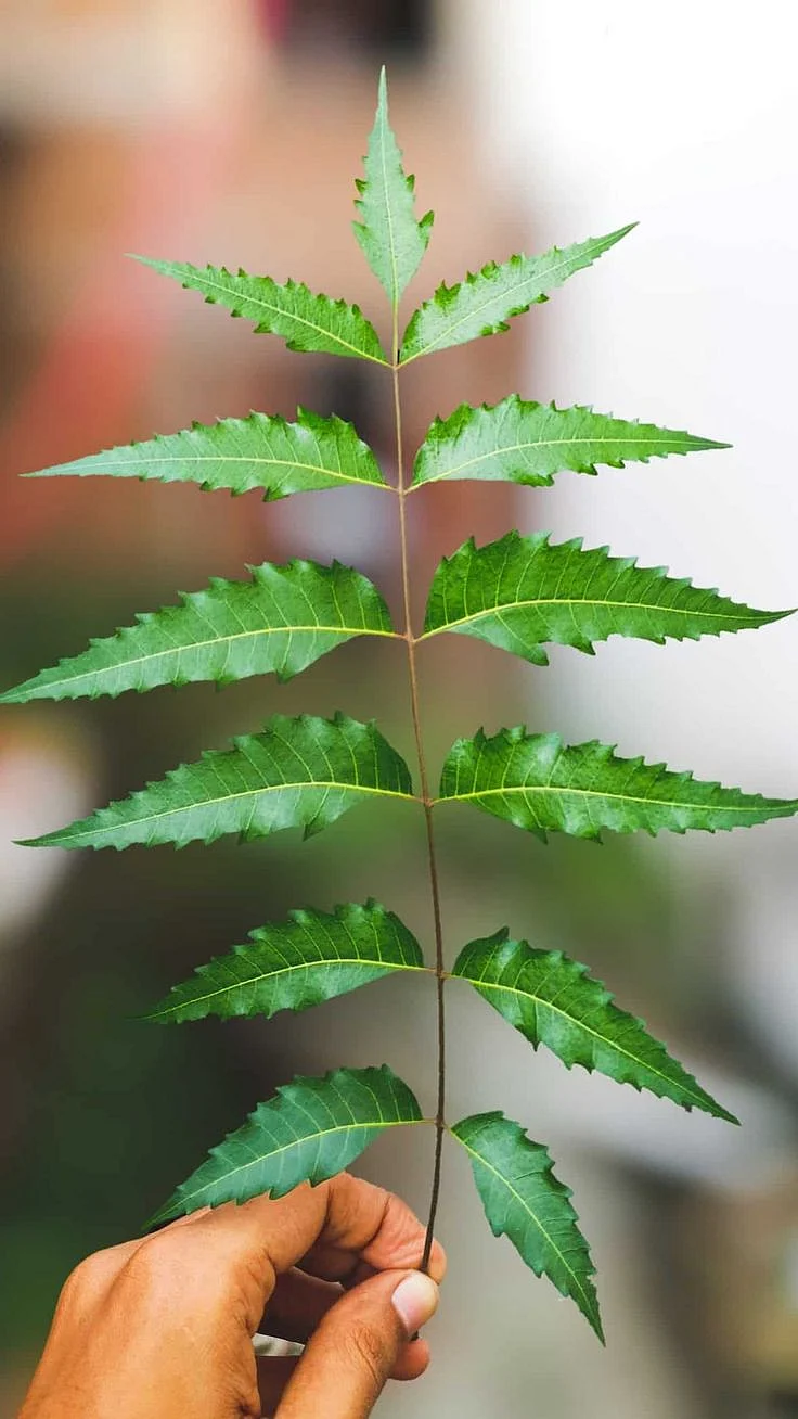 neem juice. 2