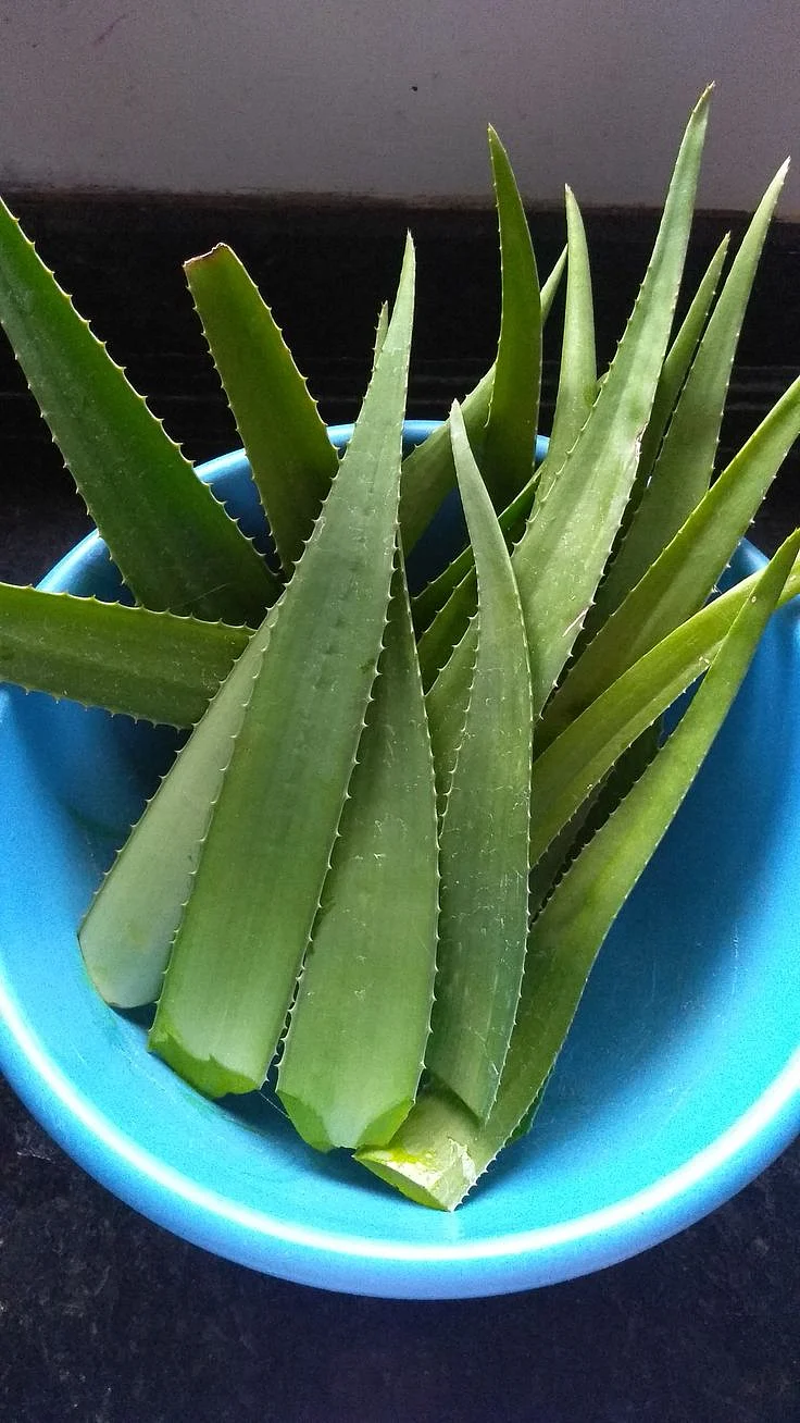 Aloevera gel 3