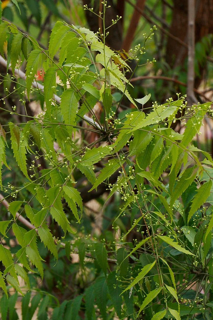 neem juice. 7