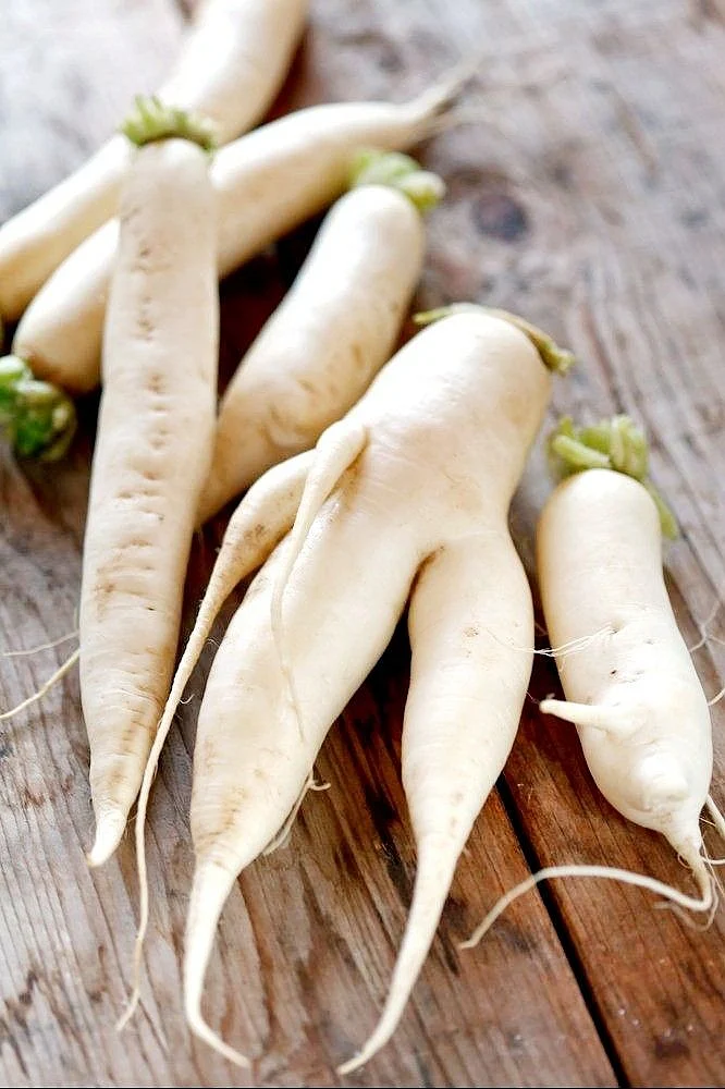 Radish. 5