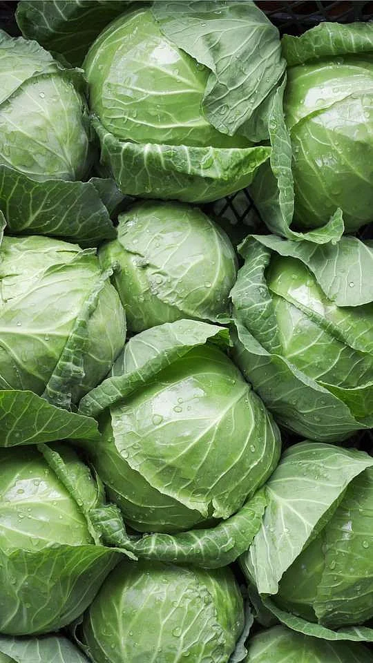 Cabbage. 1