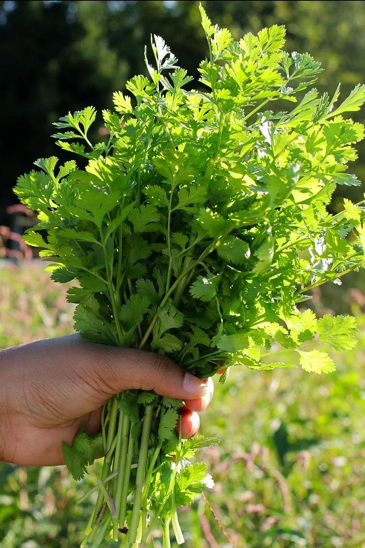 Coriander. 5