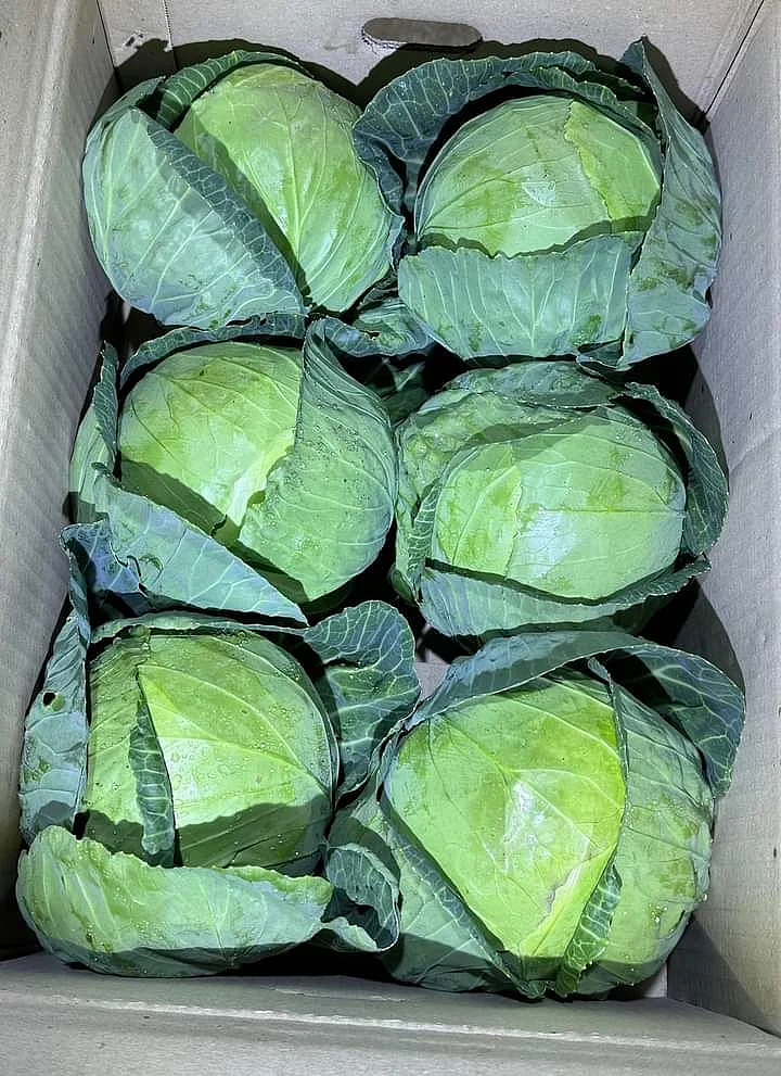 Cabbage. 4