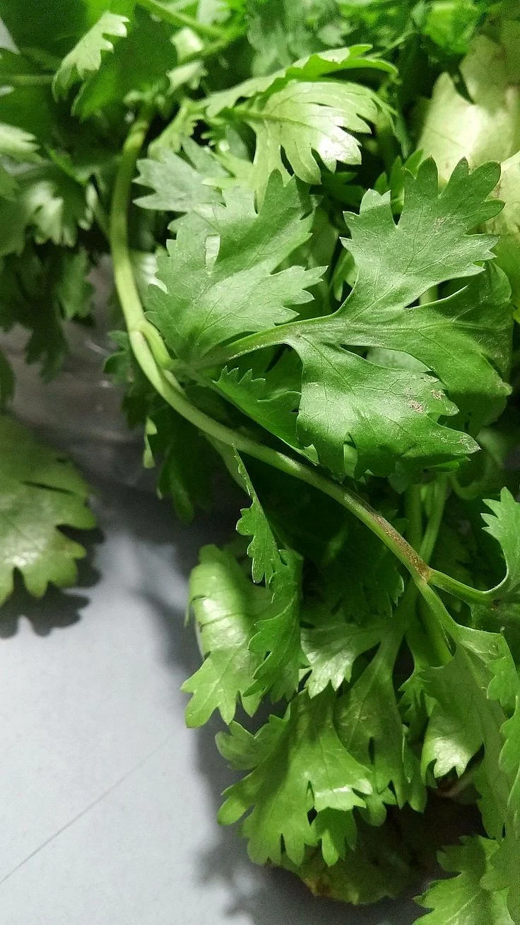 Coriander. 7