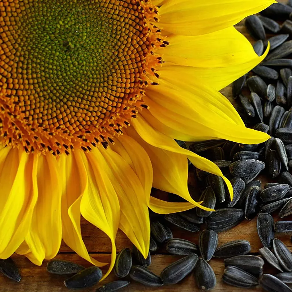 sunflowercloseupsq