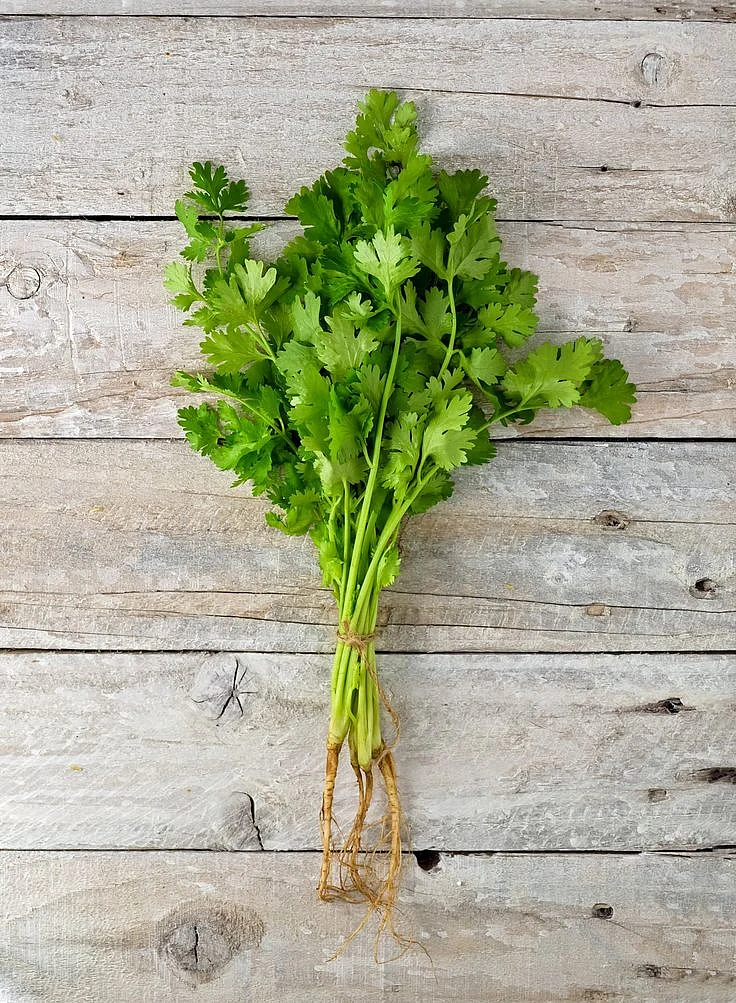 Coriander. 3