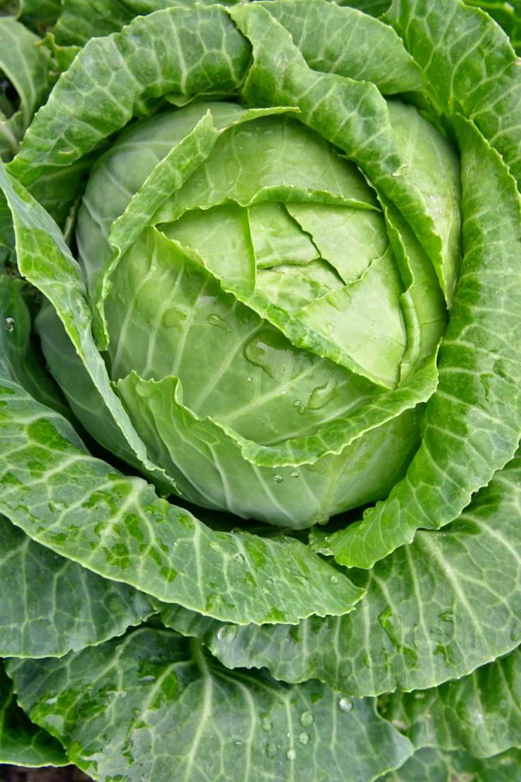 Cabbage. 2