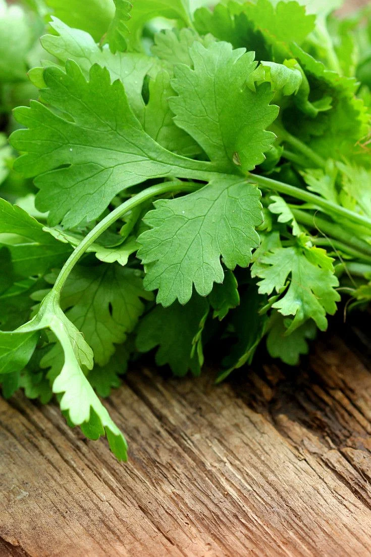 Coriander. 8