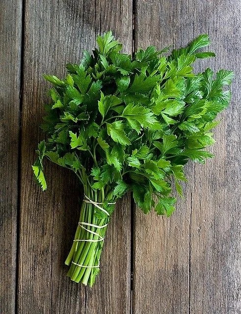 Coriander. 2