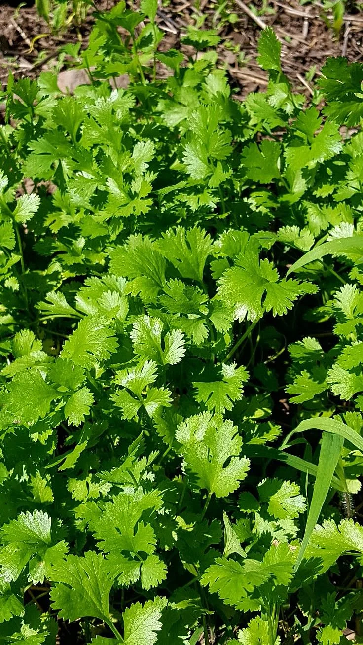 Coriander. 6