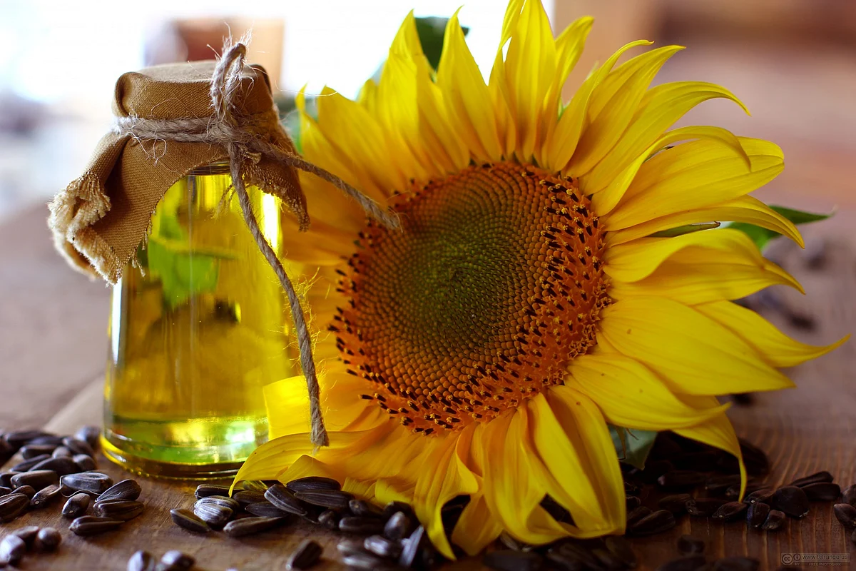 Sunfloweroilandsunflower