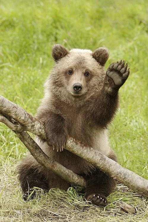 Species of Bear