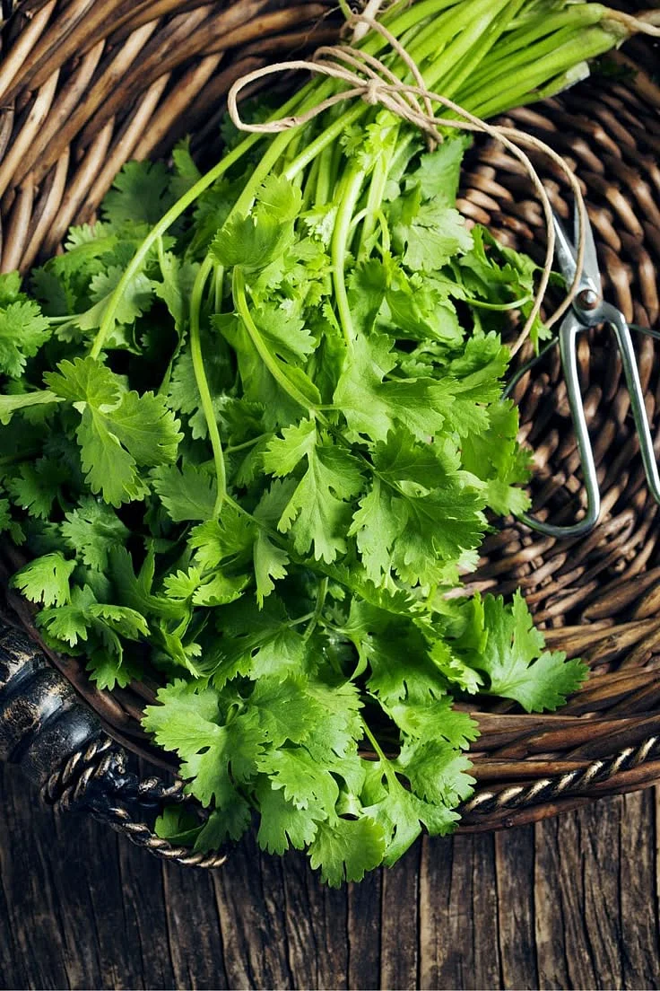 Coriander. 1