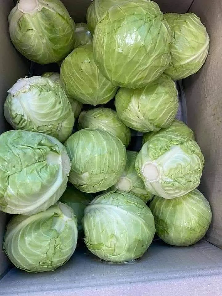 Cabbage. 3