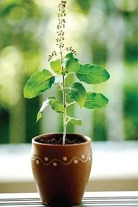 Tulsi Plant. 1