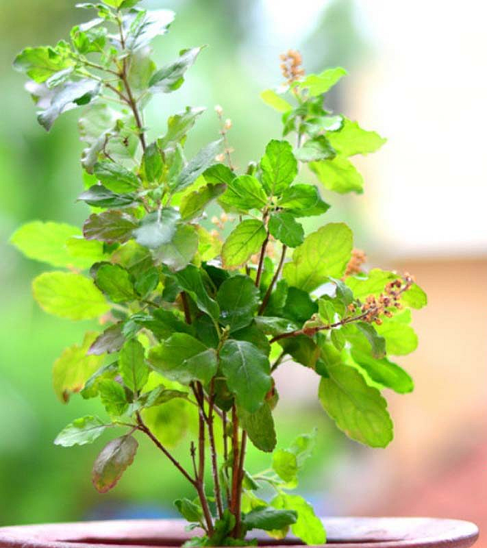 Tulsi