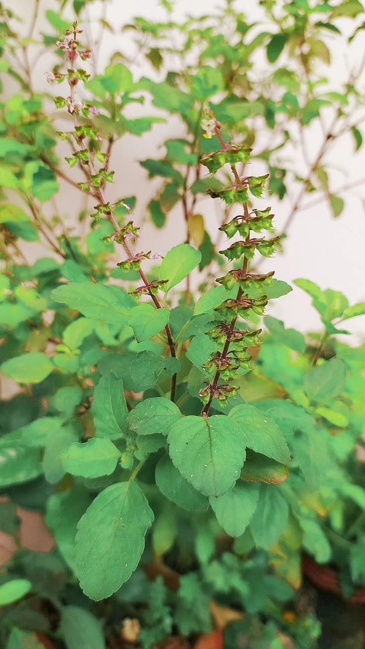 Tulsi Plant. 7