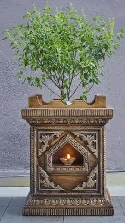 Tulsi Plant. 3