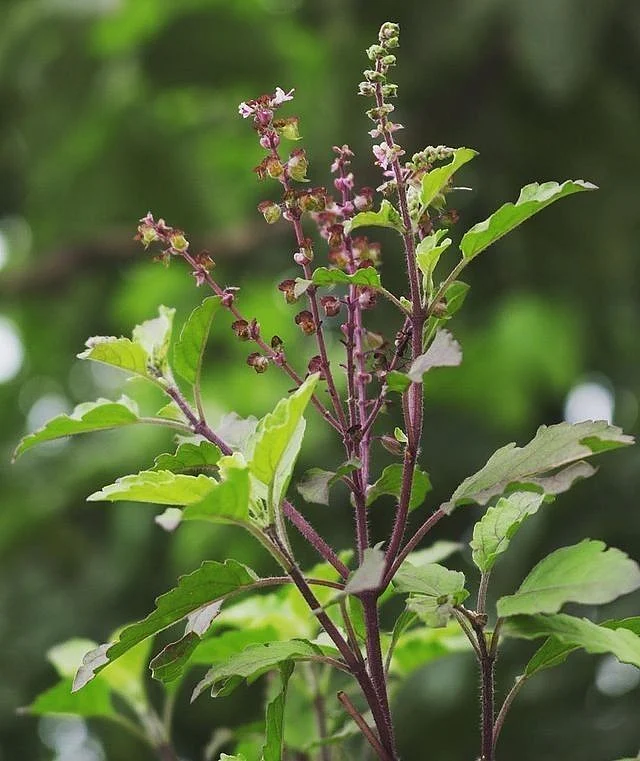 Tulsi Plant. 8