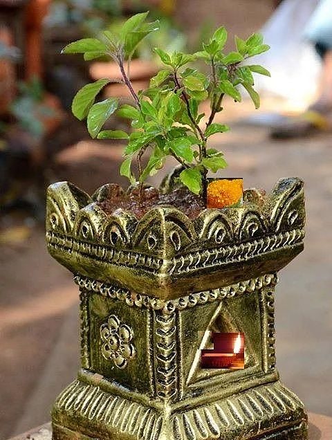 Tulsi Plant. 2