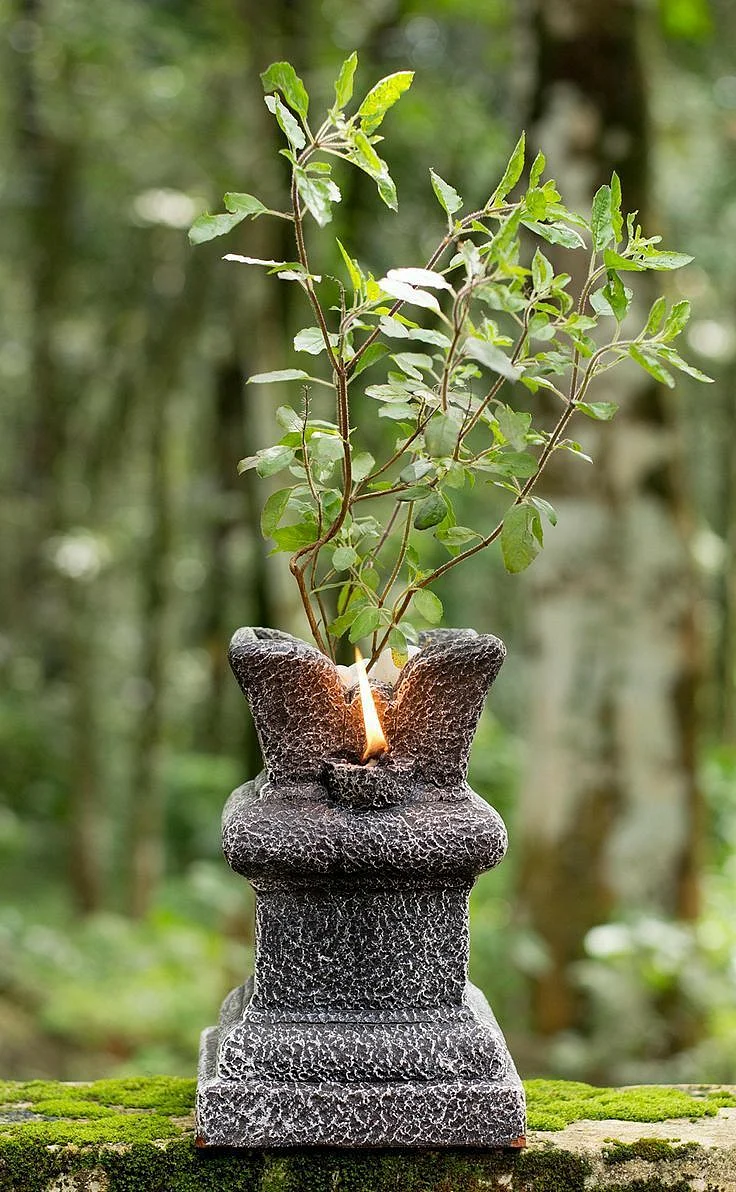 Tulsi Plant