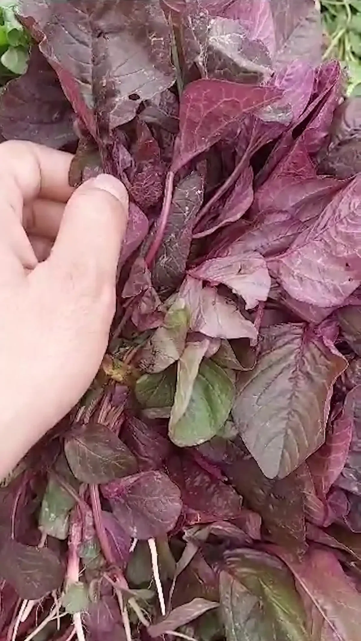 Chaulayi Ka Saag 5