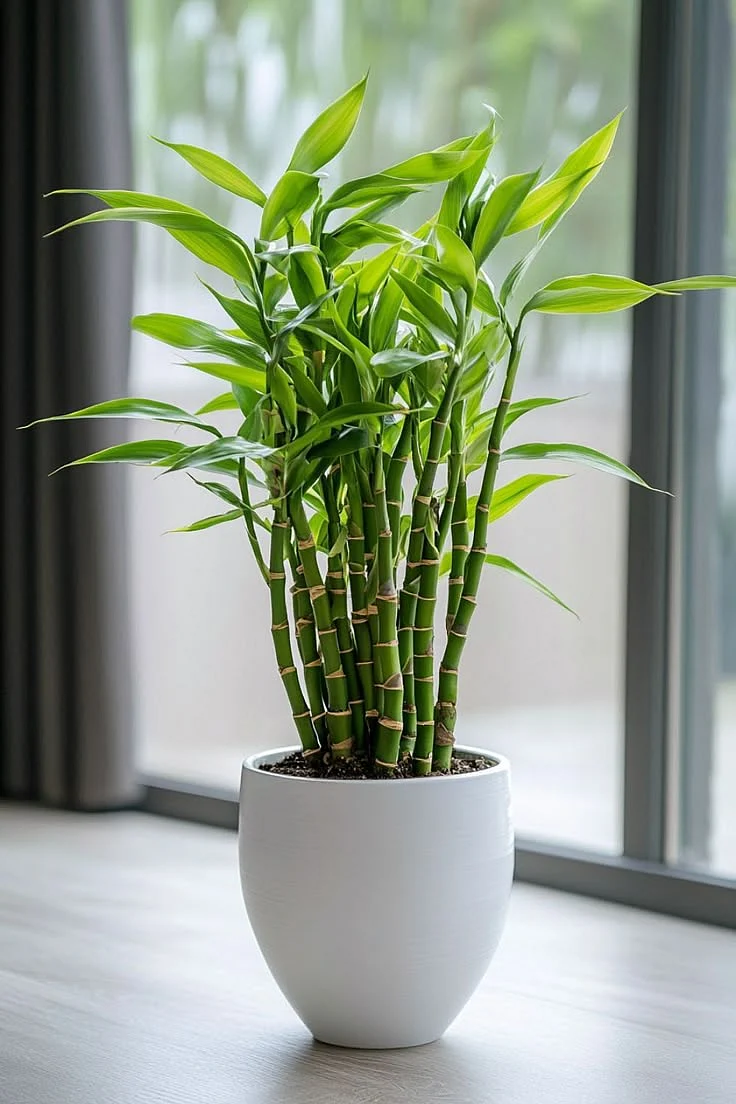 Bamboo Plant. 1