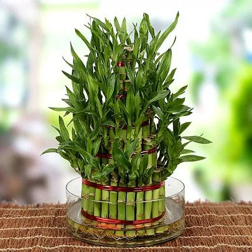 bamboo plant