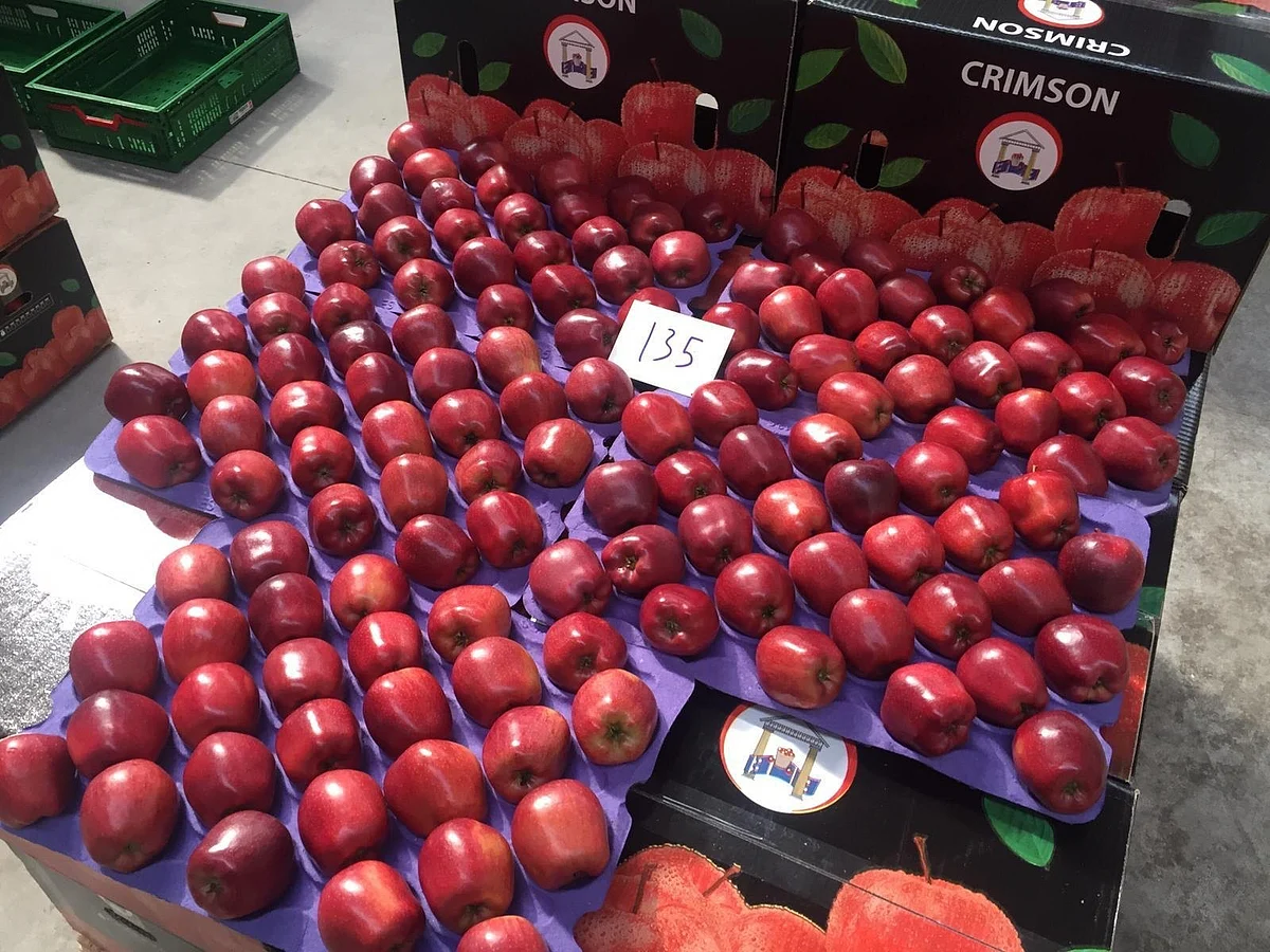 Turkey Apple