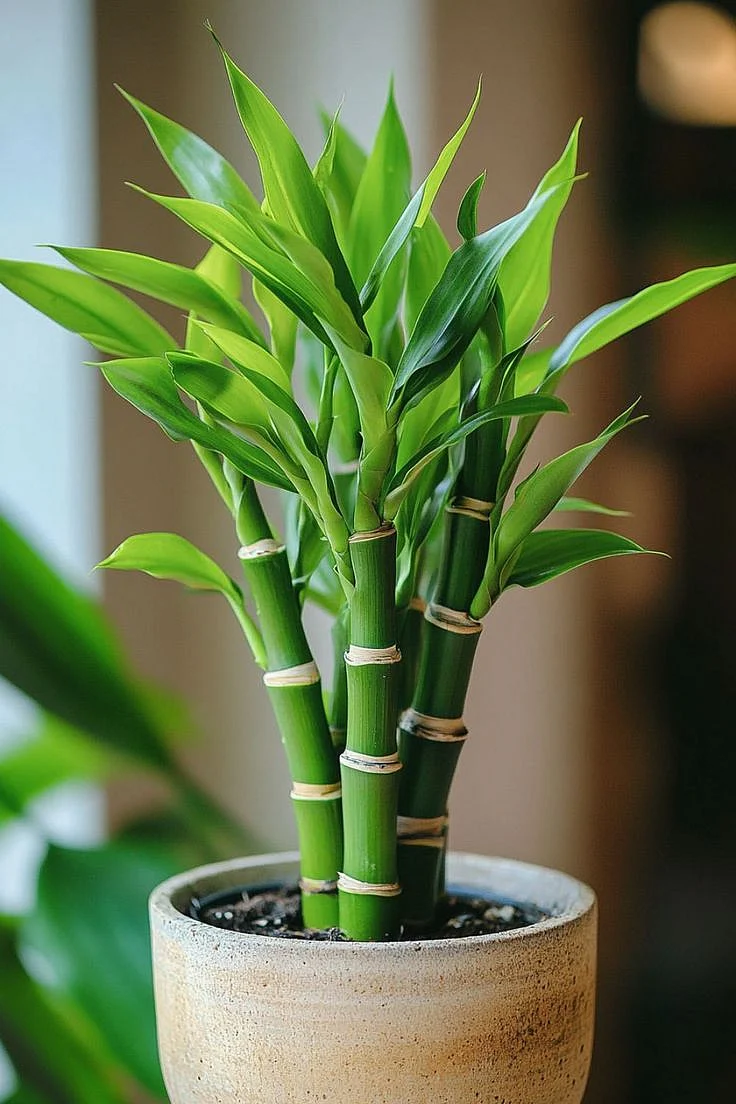 Bamboo Plant