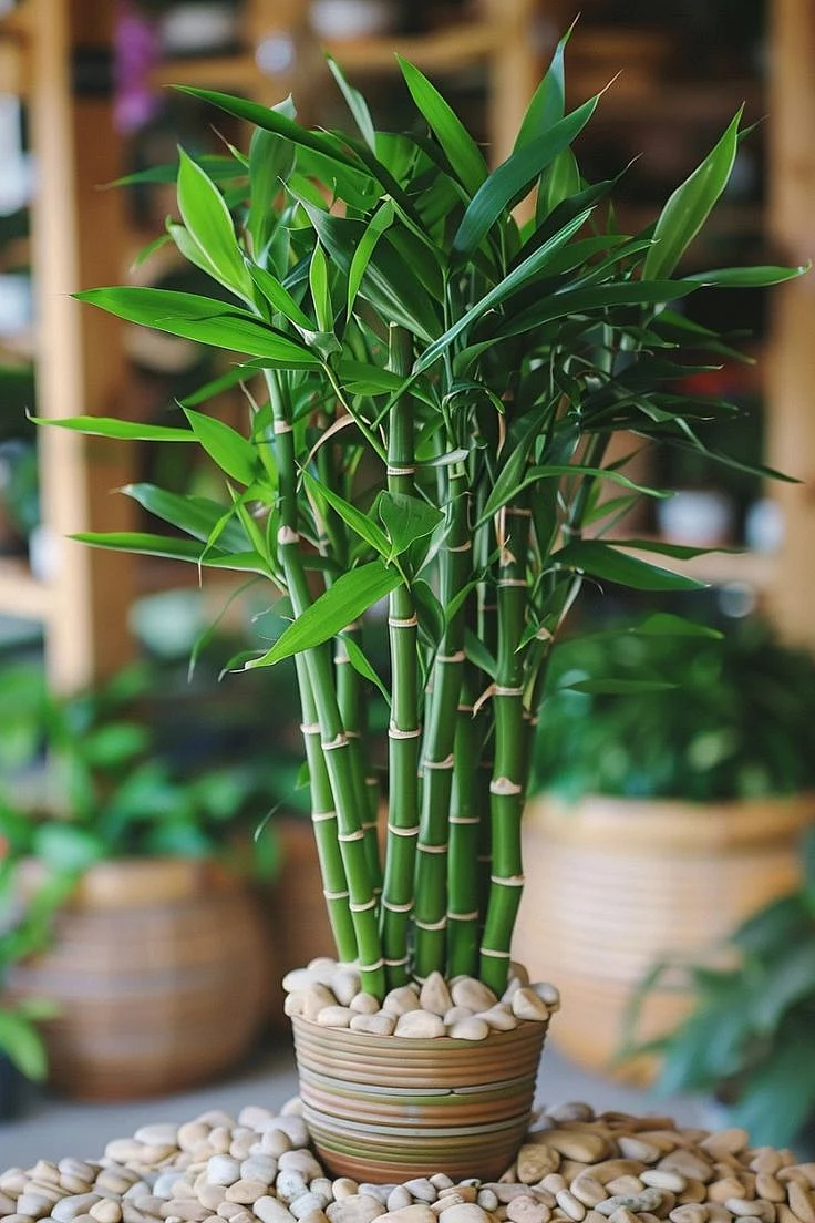 Bamboo Plant. 7