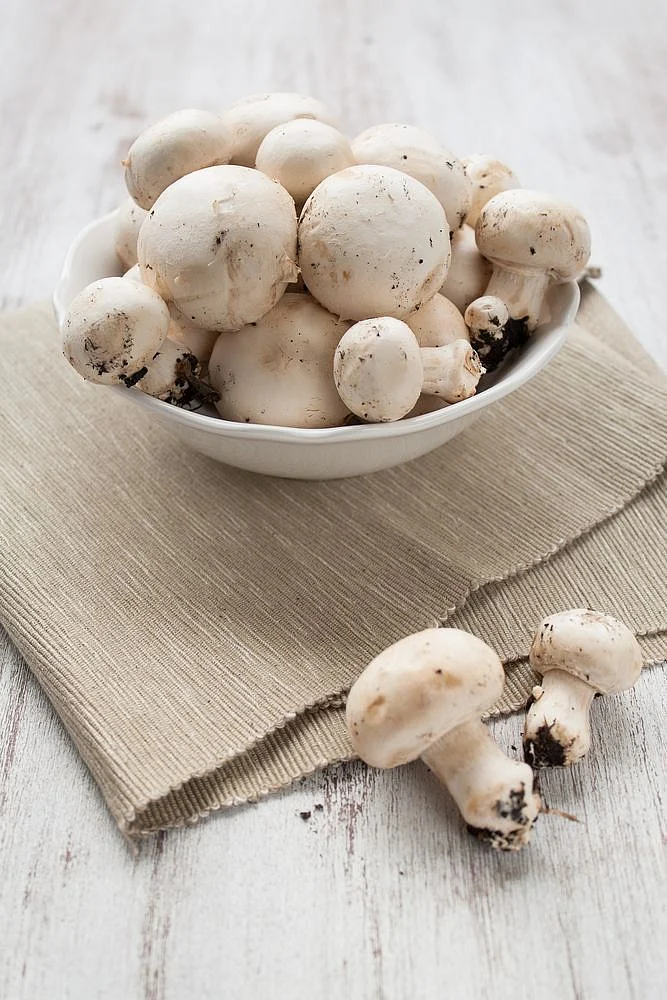 Mushrooms. 1