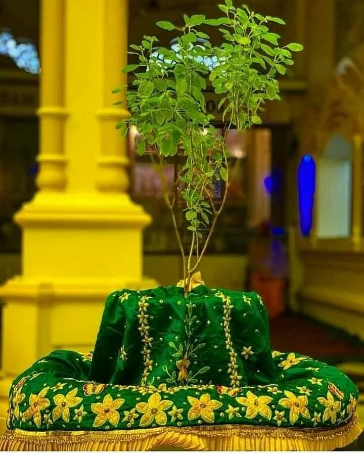 Tulsi Plant. 6