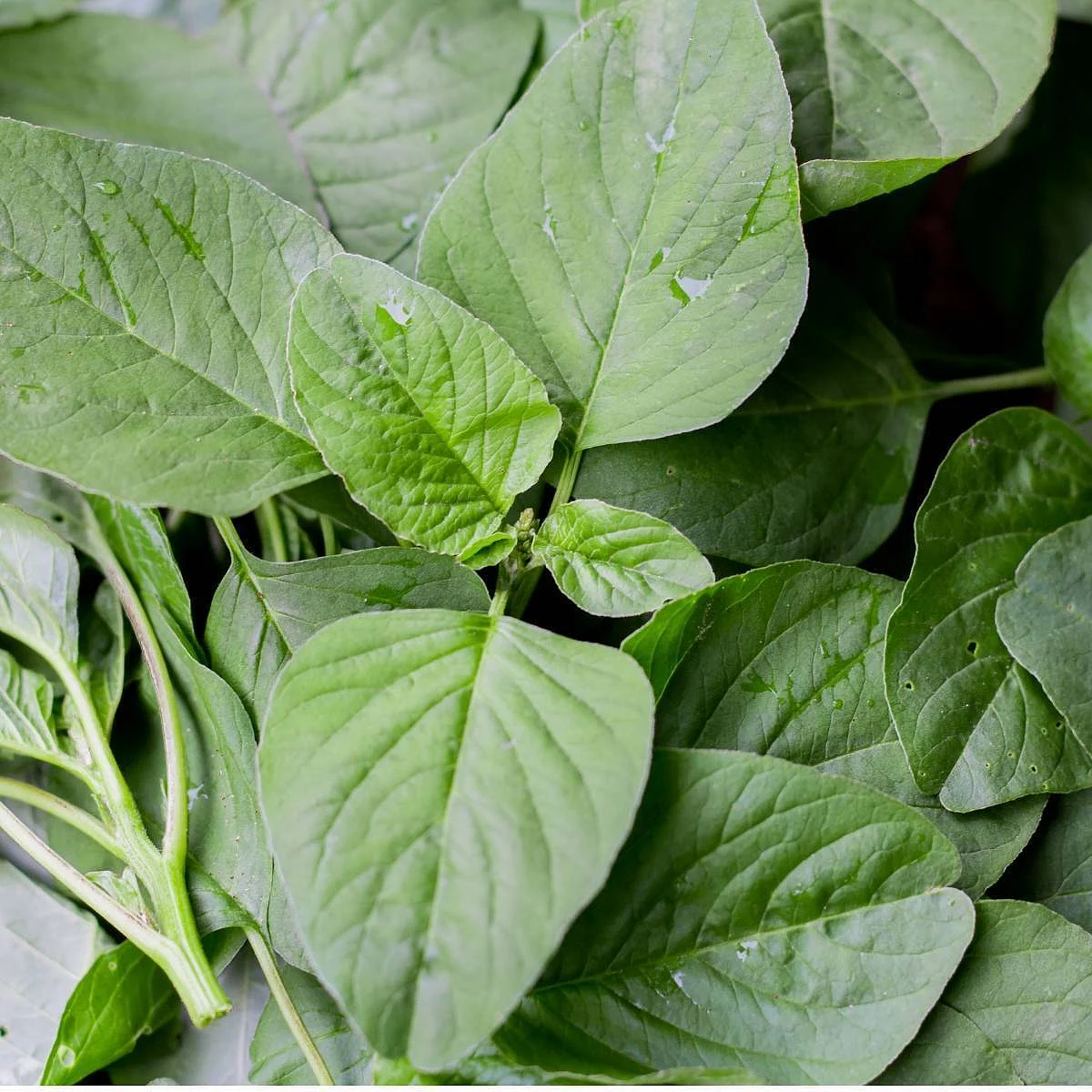 Chaulayi Ka Saag 3